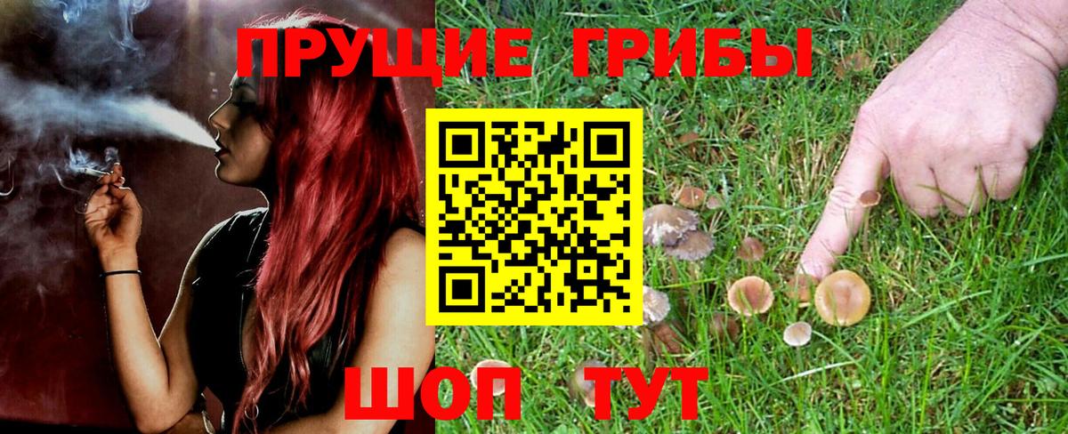 Псилоцибиновые грибы Cubensis  Вход с VPN  Егорьевск 